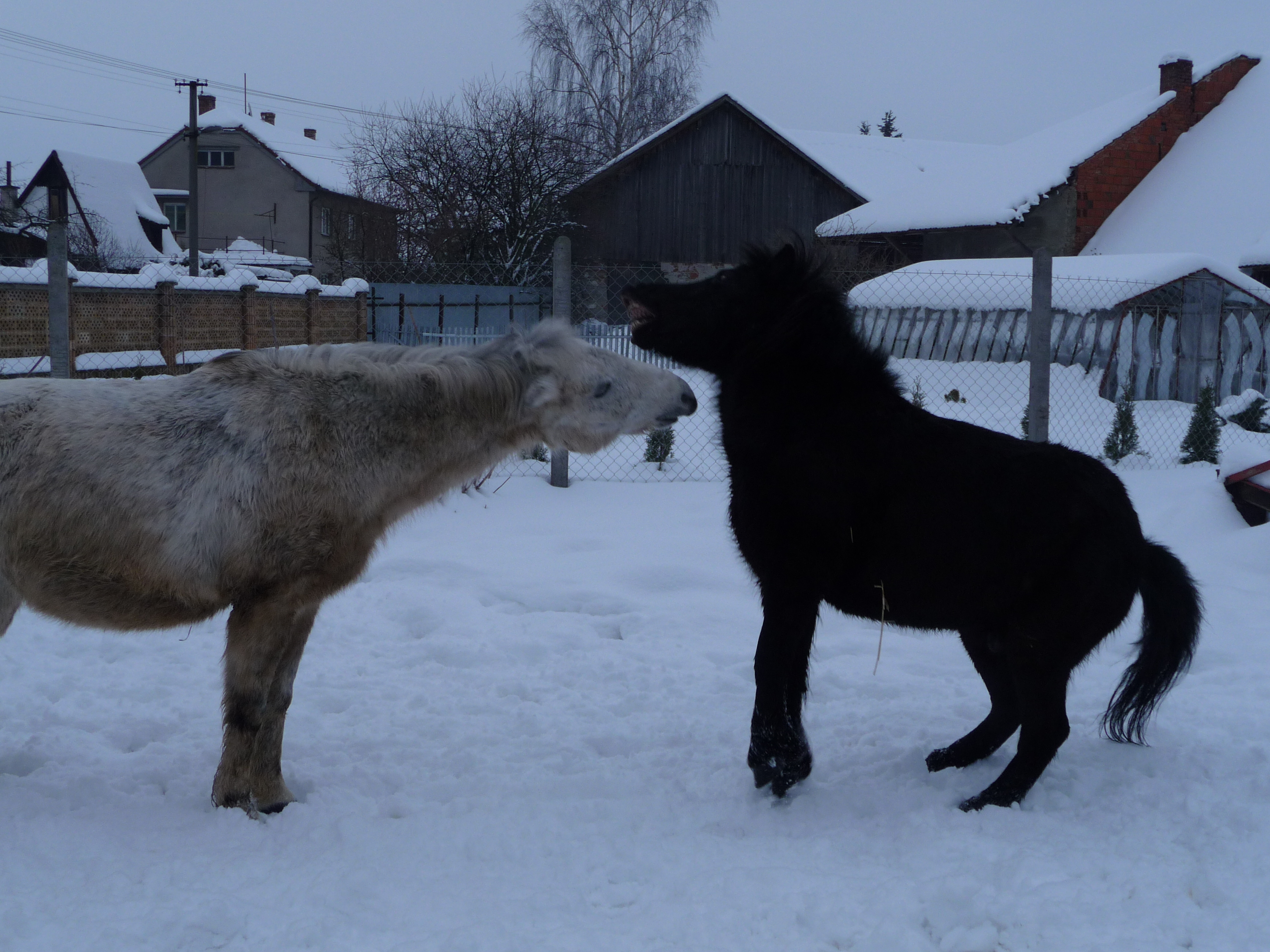 Čertík and Viki